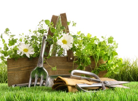 Close-up of hands planting seedlings in raised bed at an Enfield garden